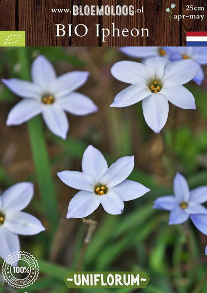 Bio Ipheon Uniflorum 'Whisley Blue' biologische lichtblauwe voorjaarster - Bloemoloog
