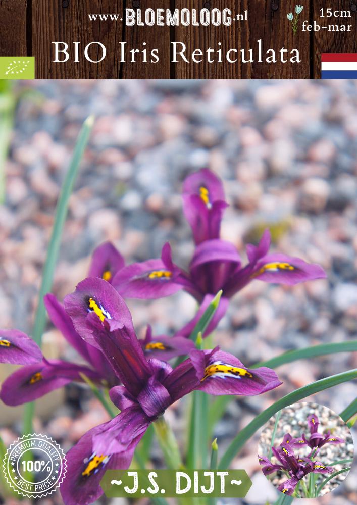 Bio Iris reticulata 'J.S. Dijt' biologische paarse dwergiris - Bloemoloog