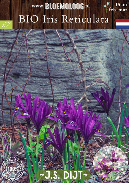 Bio Iris reticulata 'J.S. Dijt' biologische paarse dwergiris - Bloemoloog