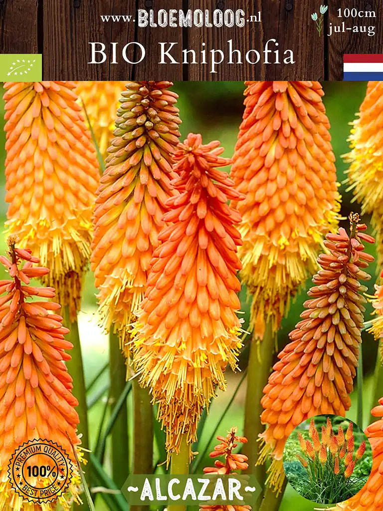 Bio Kniphofia 'Alcazar' - close up van oranje vuurpijl 3