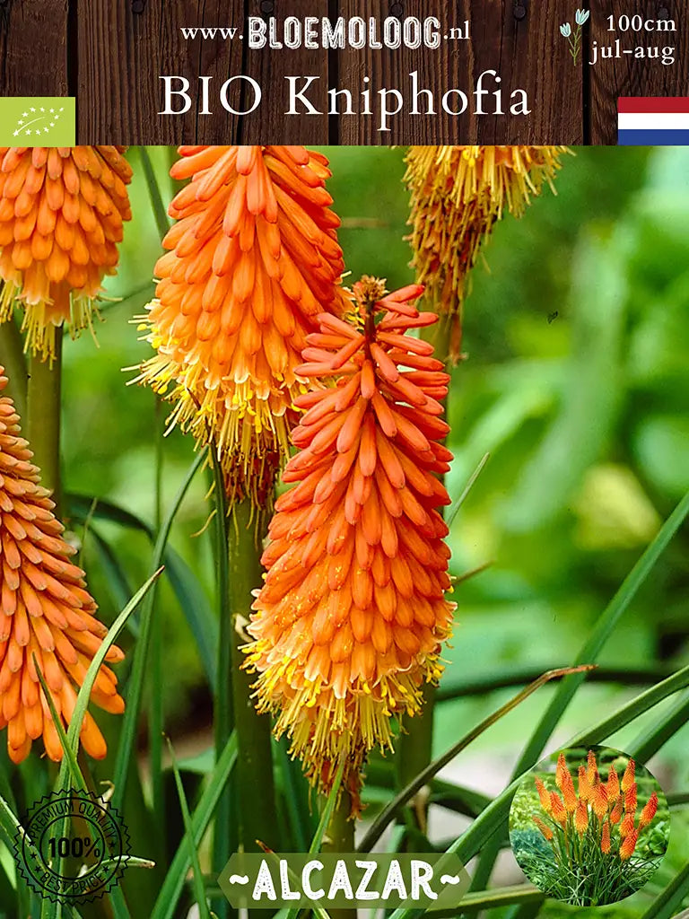 Bio Kniphofia 'Alcazar' - close up van oranje vuurpijl 