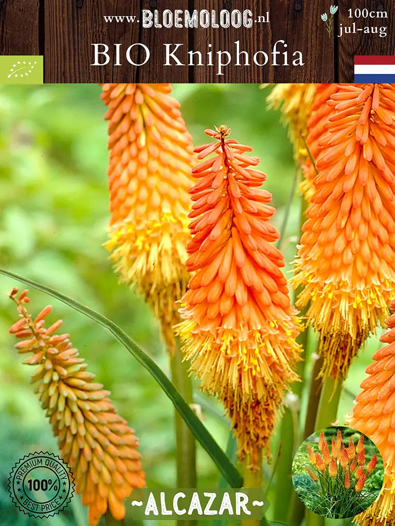 Bio Kniphofia 'Alcazar' - close up van oranje vuurpijl 2