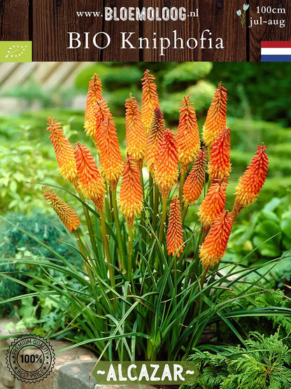 Bio Kniphofia 'Alcazar' - Oranje vuurpijl