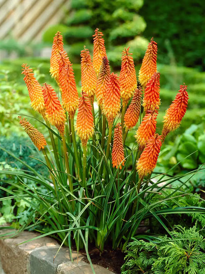 Bio Kniphofia 'Alcazar' - oranje vuurpijl zonder frame