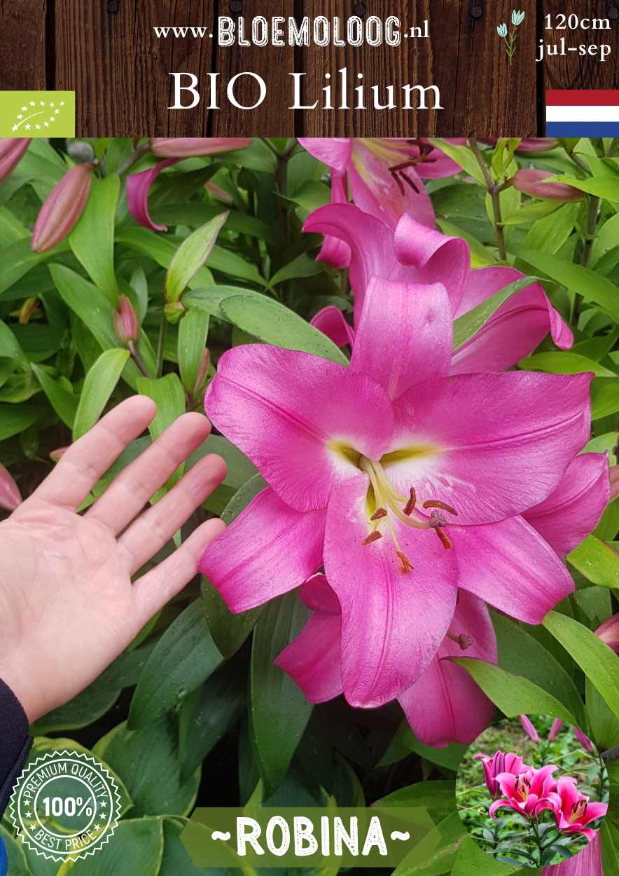 Bio Lilium 'Robina' - biologische roze OT Oriental Trumpet Lelie | Bloemoloog