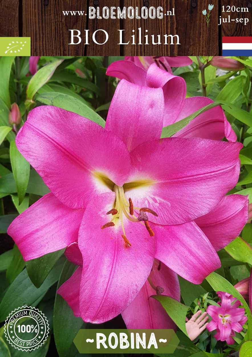 Bio Lilium 'Robina' - biologische roze OT Oriental Trumpet Lelie | Bloemoloog