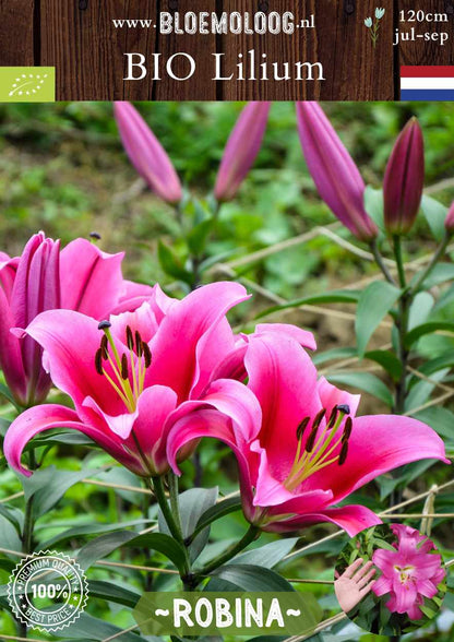 Bio Lilium 'Robina' - biologische roze OT Oriental Trumpet Lelie | Bloemoloog