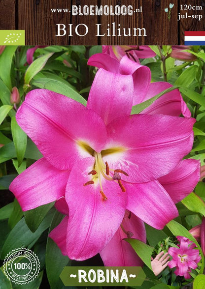 Bio Lilium 'Robina' biologische roze OT Oriental trumpet lelie - Bloemoloog