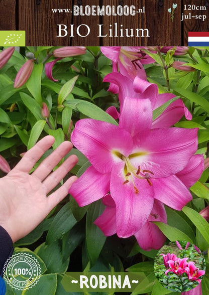 Bio Lilium 'Robina' biologische roze OT Oriental trumpet lelie - Bloemoloog