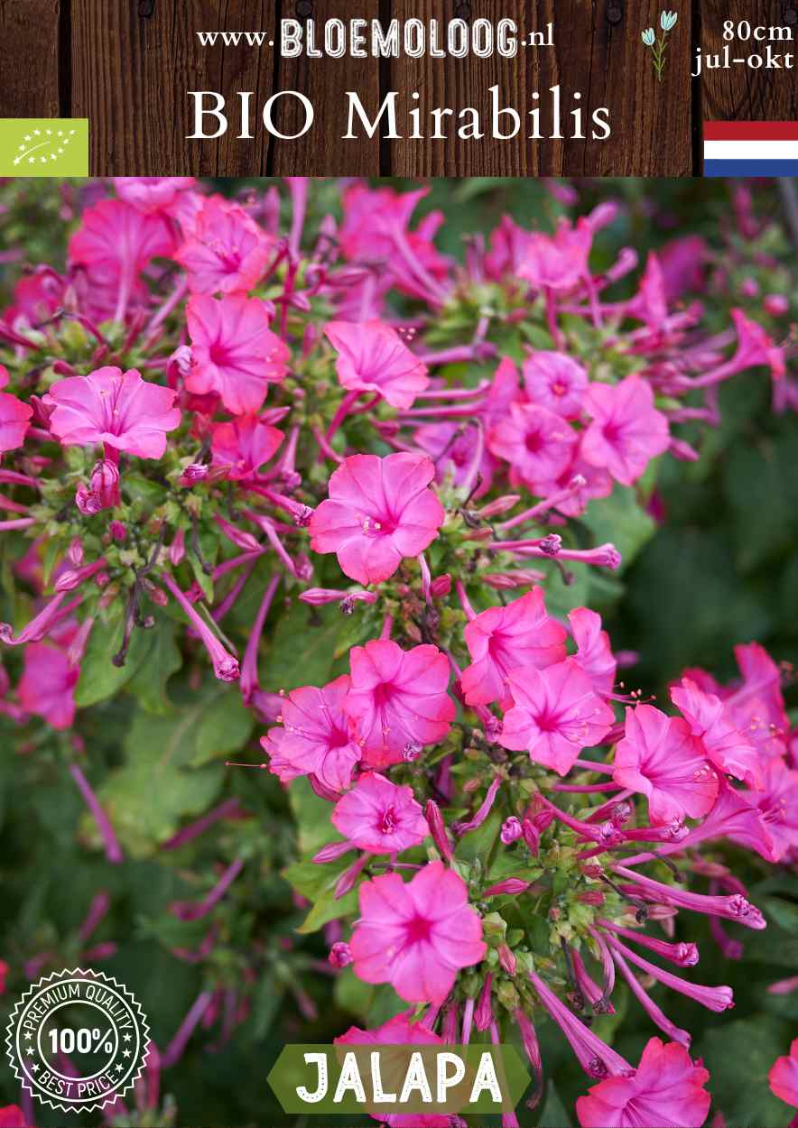 Bio Mirabilis jalapa - Biologisch gekweekte Wonderbloem roze | Bloemoloog.nl