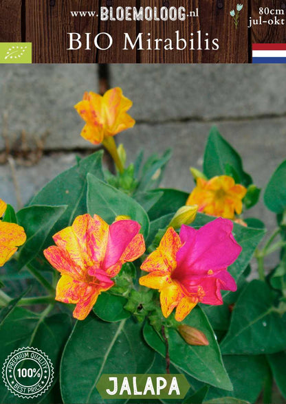 Bio Mirabilis jalapa - Biologisch gekweekte Wonderbloem gemarmerd | Bloemoloog.nl