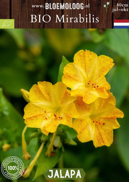 Bio Mirabilis jalapa - Biologisch gekweekte Wonderbloem geel | Bloemoloog.nl