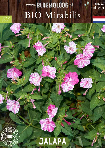 Bio Mirabilis jalapa - Biologisch gekweekte Wonderbloem gemarmerd | Bloemoloog.nl