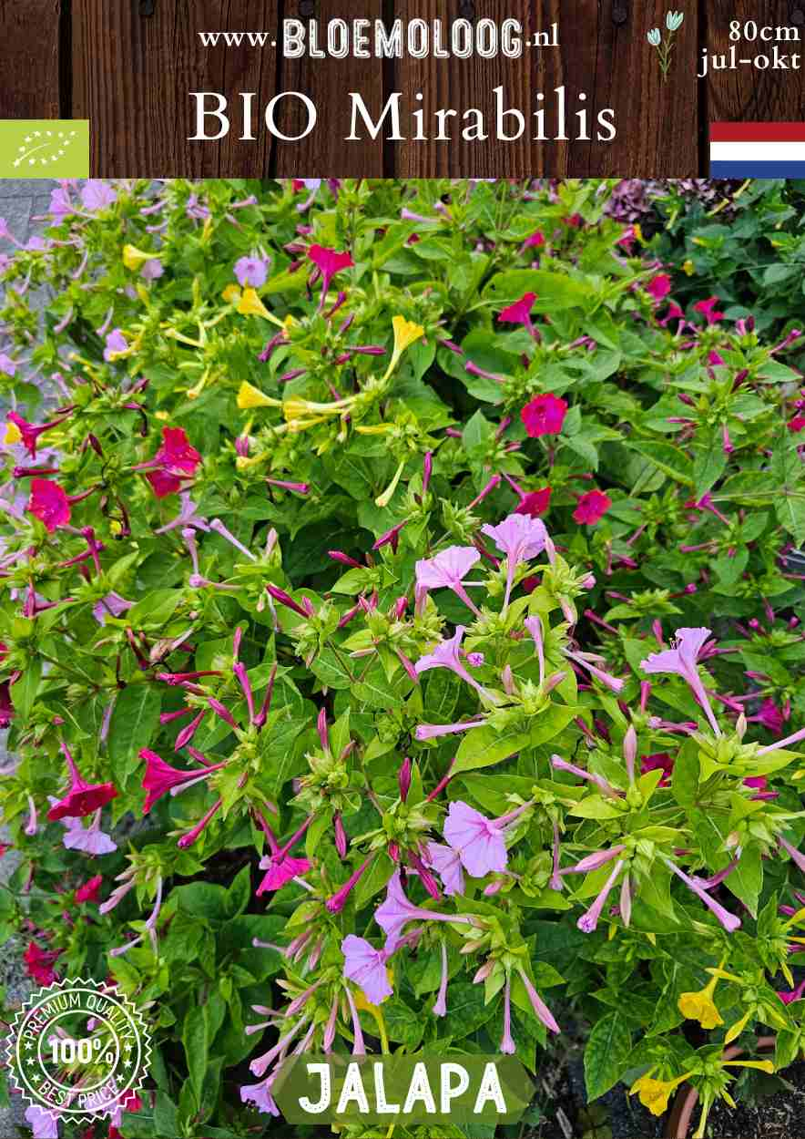 Bio Mirabilis jalapa - Biologisch gekweekte Wonderbloem | Bloemoloog.nl