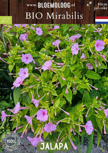 Bio Mirabilis jalapa - Biologisch gekweekte Wonderbloem lichtroze | Bloemoloog.nl