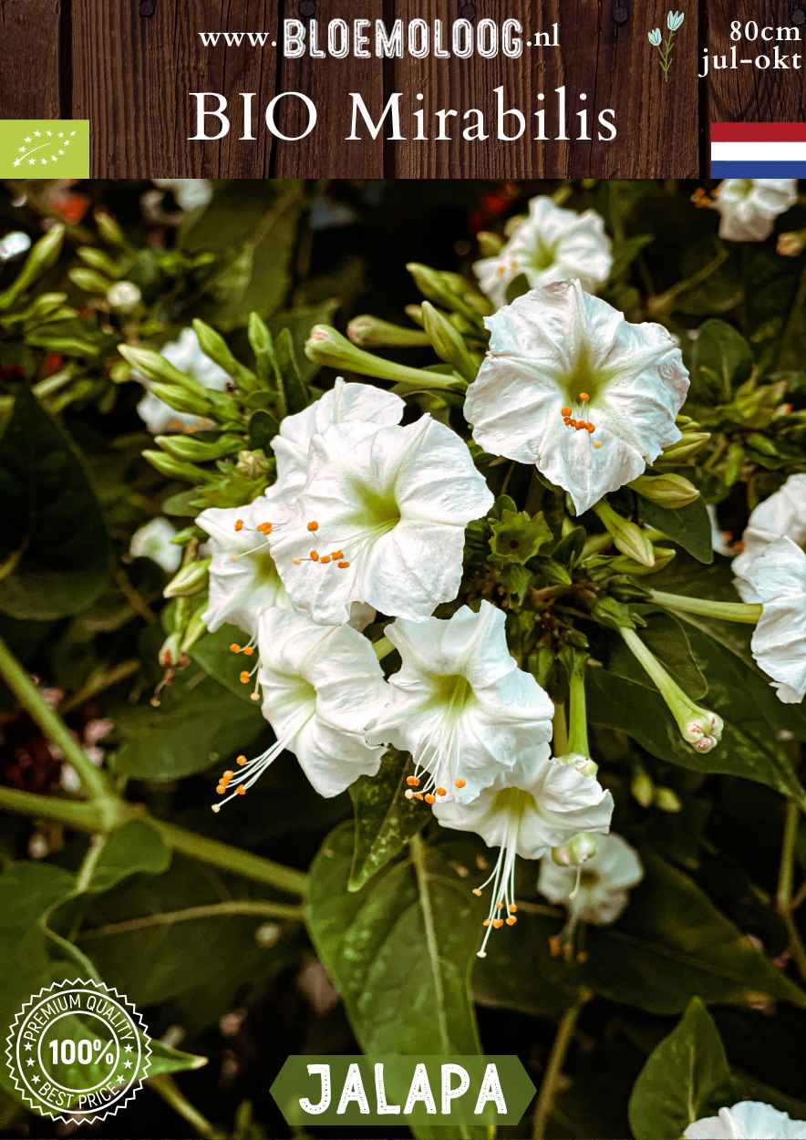 Bio Mirabilis jalapa - Biologisch gekweekte Wonderbloem wit | Bloemoloog.nl