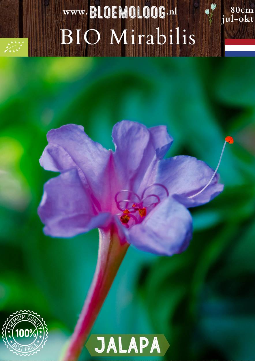 Bio Mirabilis jalapa - Biologisch gekweekte Wonderbloem paars | Bloemoloog.nl