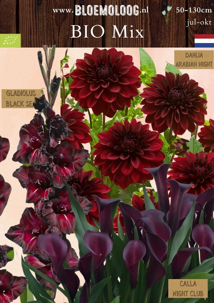Bio Mix 'Bordeaux' Gladiolus 'Black Sea' Calla Night Club Dahlia Arabian Night biologische bloembollen - Bloemoloog