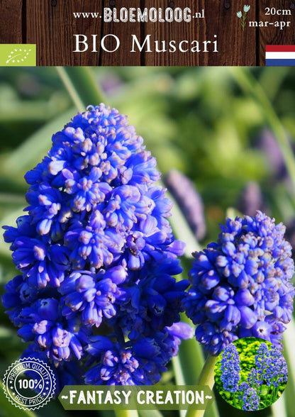 Bio Muscari 'Fantasy Creation' biologische blauwe druifjes druifhyacinten - Bloemoloog