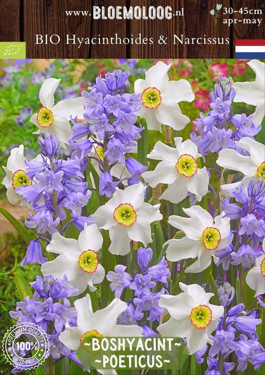 Bio Narcissus poeticus 'Recurvus' & Hyacinthoides 'Blauw' biologische boshyacint spaanse hyacint fazantenoog pauwenoog dichtersnarcis bloemoloog