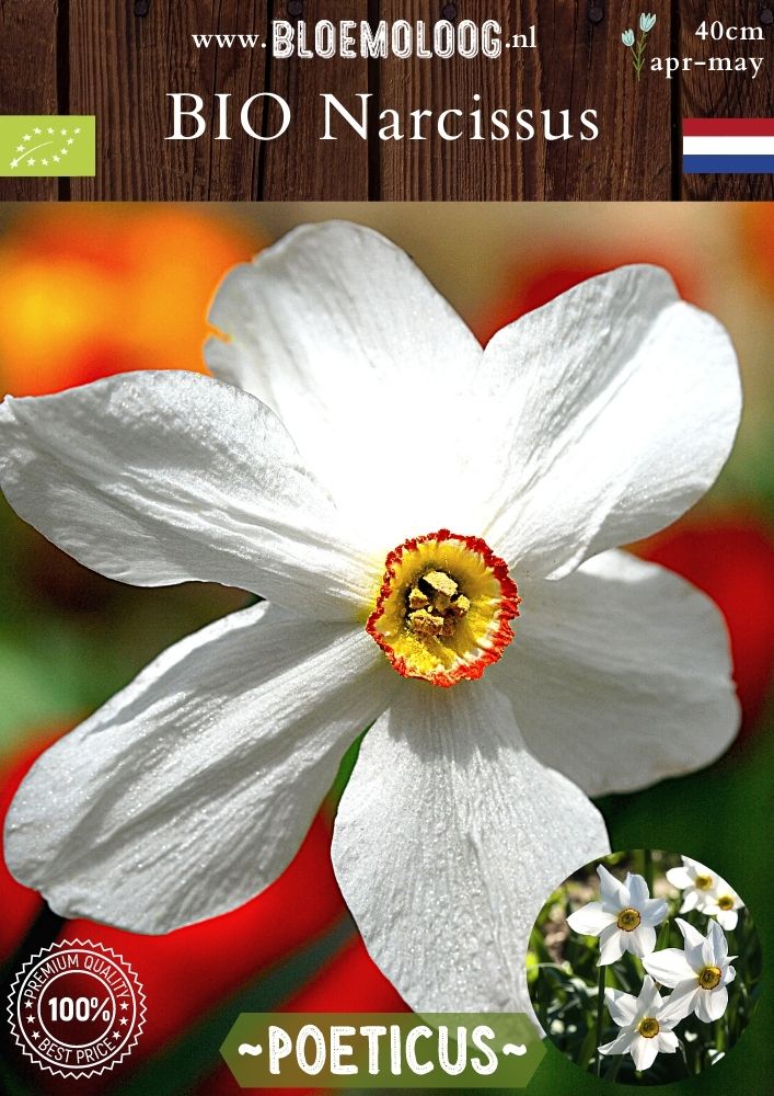 Bio Narcissus Poeticus 'Recurvus' biologische dichtersnarcis fazantenoog witte narcis - Bloemoloog