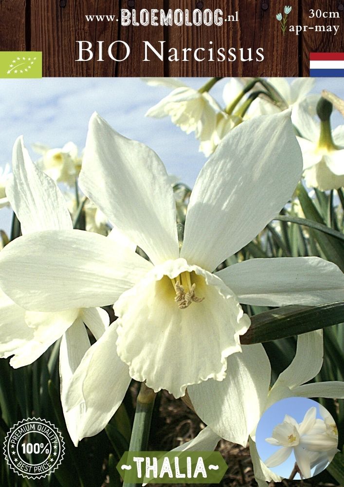 Bio Narcissus Triandrus 'Thalia' biologische witte botanische narcis - Bloemoloog