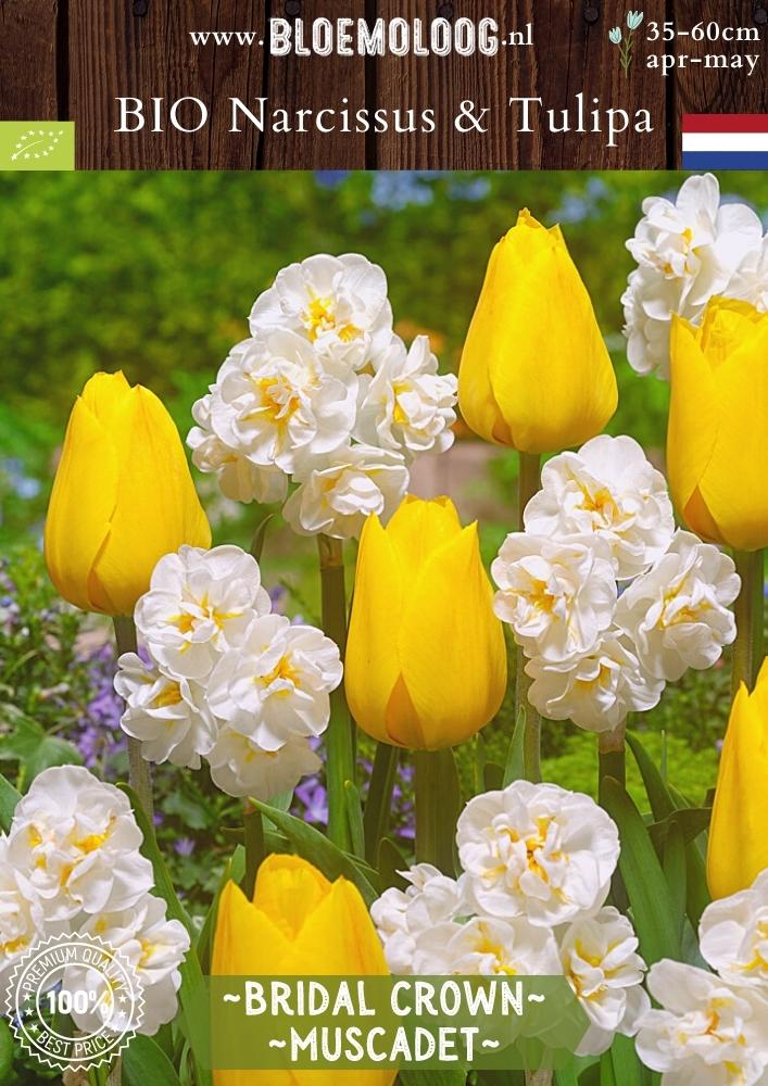 Bio Narcissus 'Bridal Crown' & Tulipa 'Muscadet' biologische bruidskroontje gele tulp biologische bloembollen - bloemoloog