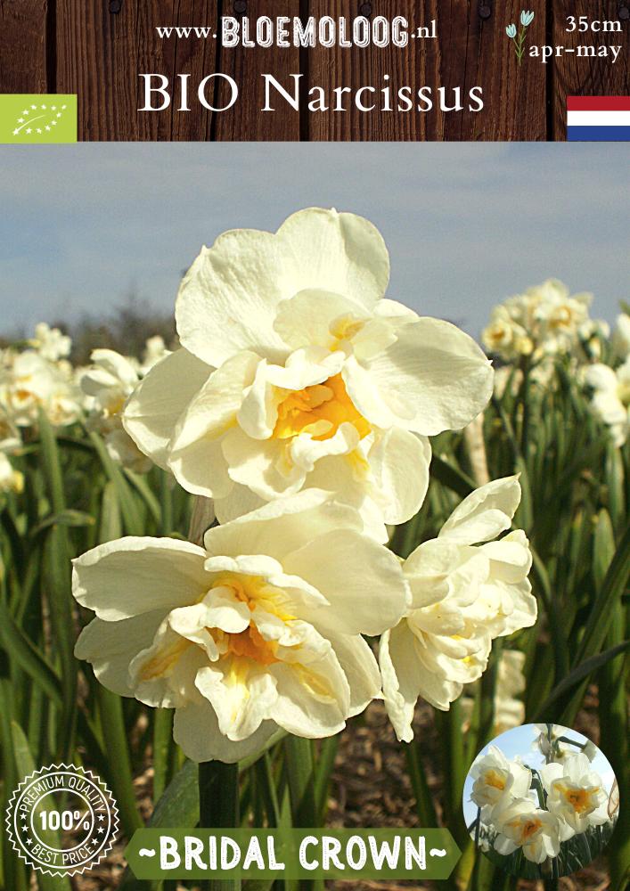 Bio Narcissus 'Bridal Crown' biologische crème kleurige trosnarcissen met gevulde bloemen - Bloemoloog