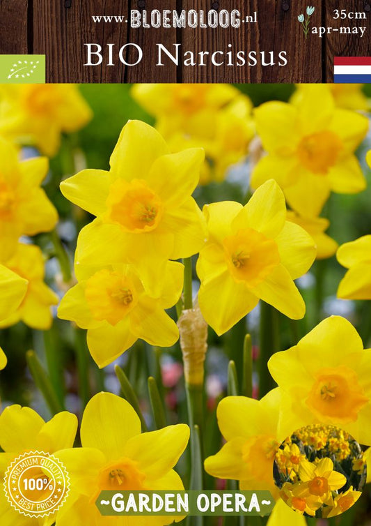 Bio Narcissus 'Garden Opera' biologische gele trosnarcis Bloemoloog biologische bloembollen