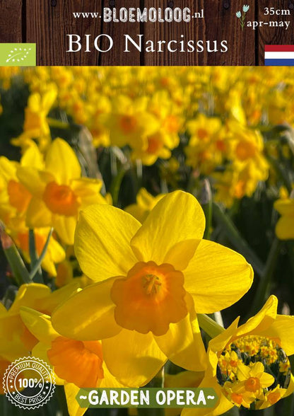Bio Narcissus 'Garden Opera' biologische gele trosnarcis Bloemoloog biologische bloembollen