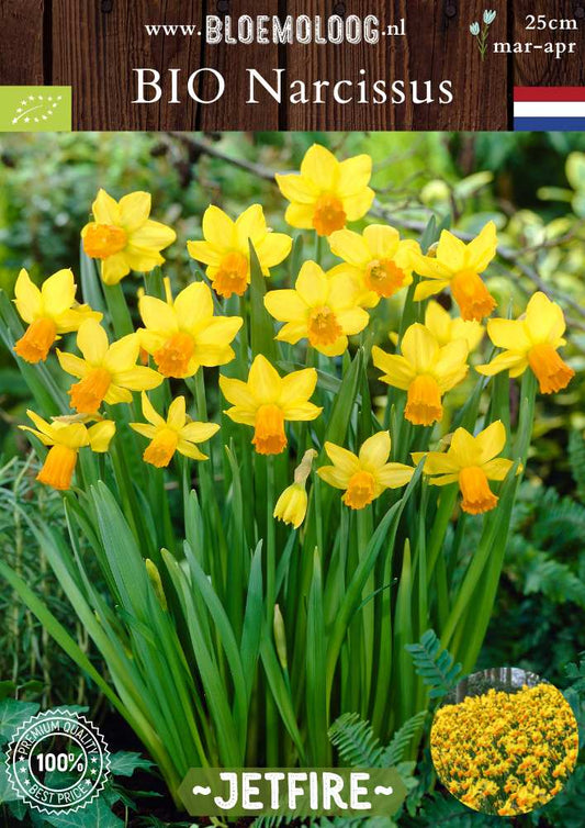Bio Narcissus 'Jetfire' biologische gele trompetnarcis laag Bloemoloog biologische bloembollen