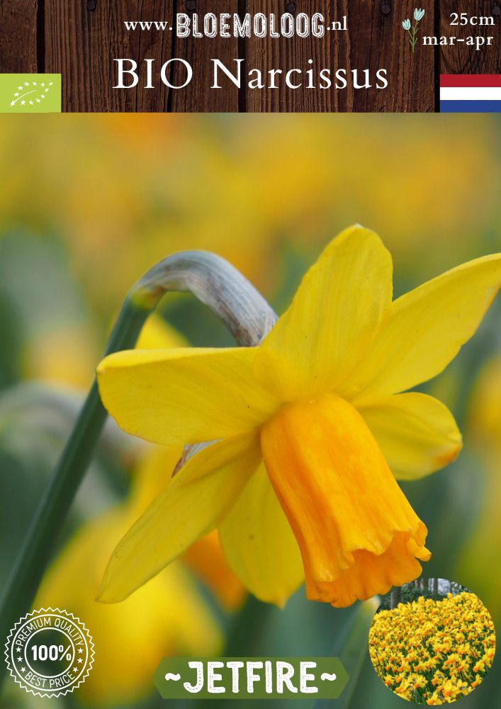 Bio Narcissus 'Jetfire' biologische gele trompetnarcis laag Bloemoloog biologische bloembollen