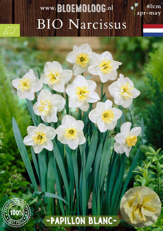 Bio Narcissus 'Papillon Blanc' biologische crèmekleurige narcis met vlinderhart Bloemoloog biologische bloembollen