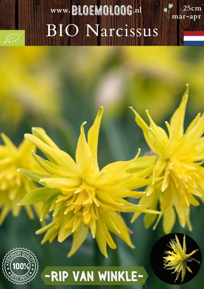 Bio Narcis 'Rip van Winkle' - Bijzondere narcissen | Bloemoloog
