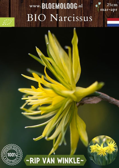 Bio Narcissus 'Rip van Winkle' biologische gele dubbelbloemige narcis - Bloemoloog