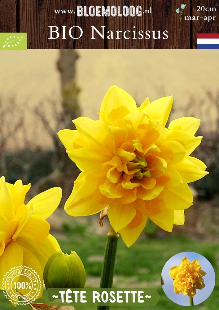 Bio Narcissus 'Tête Rosette' biologische gele dubbelbloemige dwergnarcis - Bloemoloog