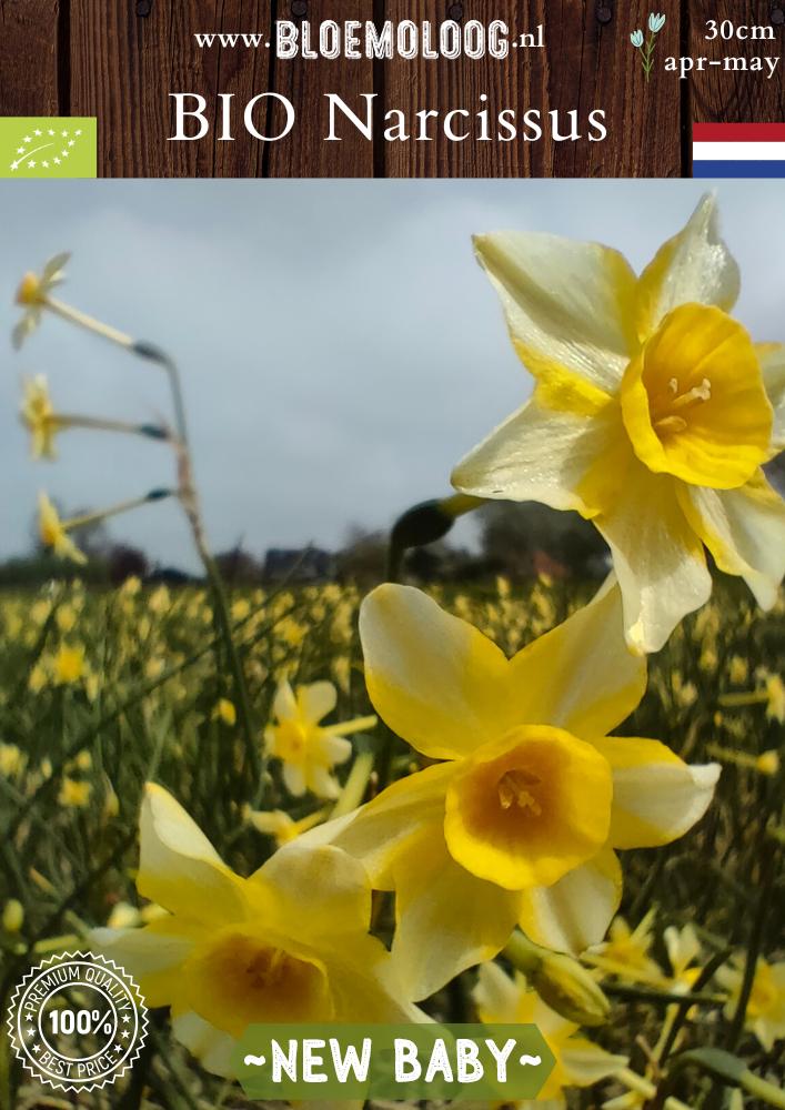 Organic Narcissus jonquilla 'New Baby' | 10 pcs.