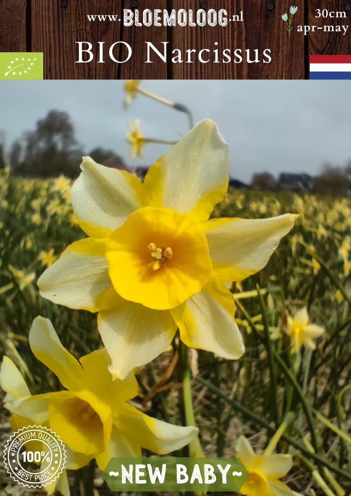 Organic Narcissus jonquilla 'New Baby' | 10 pcs.