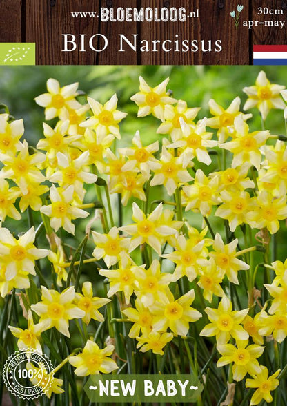 Bio Narcissus jonquilla 'New Baby' | 10 st.