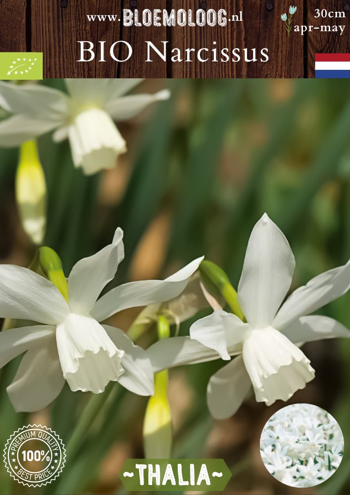 Bio Narcissus triandrus 'Thalia' biologische witte narcis Bloemoloog biologische bloembollen