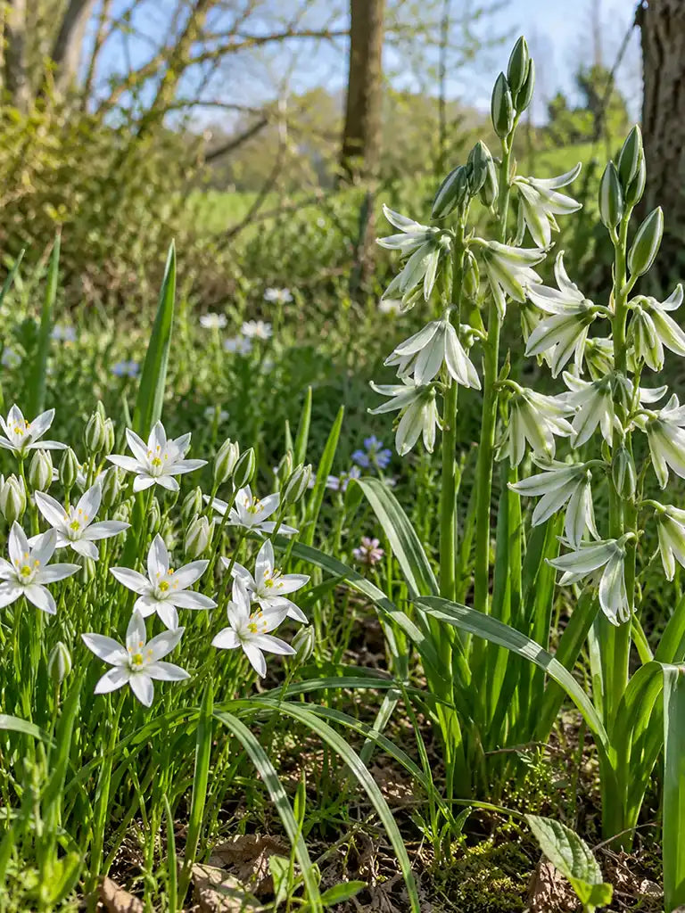 Biologische vogelmelk mix met Ornithogalum umbellatum, witte stervormige bloemen, en Ornithogalum nutans, hangende witgroene bloemen. zonder frame