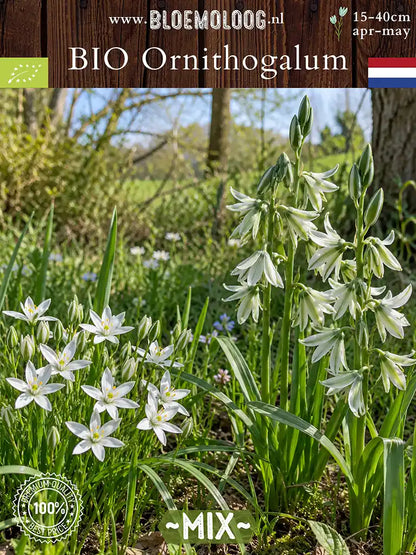 Biologische vogelmelk mix met Ornithogalum umbellatum, witte stervormige bloemen, en Ornithogalum nutans, hangende witgroene bloemen.