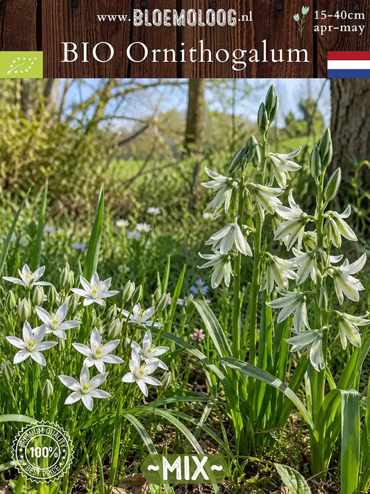 Biologische vogelmelk mix met Ornithogalum umbellatum, witte stervormige bloemen, en Ornithogalum nutans, hangende witgroene bloemen.