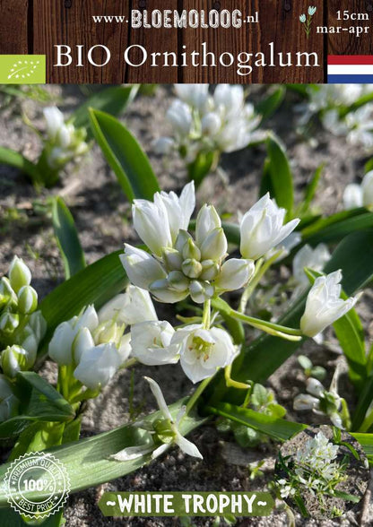 Bio Ornithogalum oligophyllum 'White Trophy' biologische witte breedbladige vogelmelk Bloemoloog biologische bloembollen