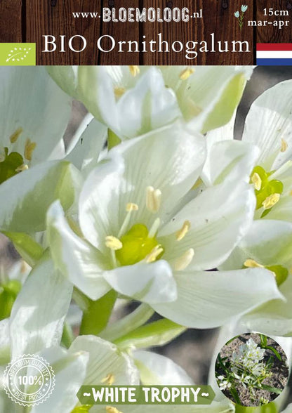 Bio Ornithogalum oligophyllum 'White Trophy' biologische witte breedbladige vogelmelk Bloemoloog biologische bloembollen