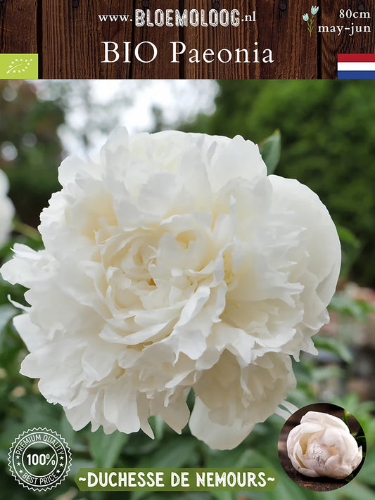Bio Paeonia 'Duchesse de Nemours' - Dubbelbloemige witte pioenroos