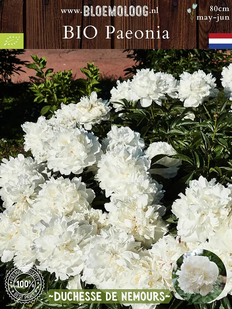 Bio Paeonia 'Duchesse de Nemours' - Dubbelbloemige witte pioenroos in groep