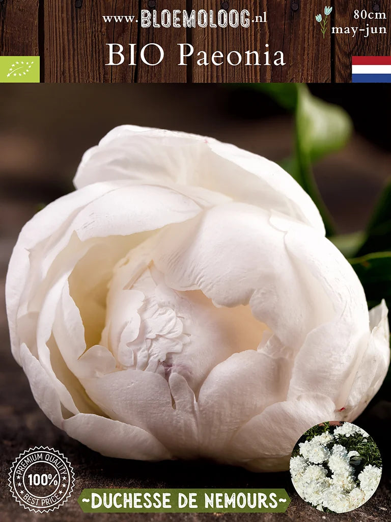 Bio Paeonia 'Duchesse de Nemours' - Dubbelbloemige witte pioenroos met gesloten bloem