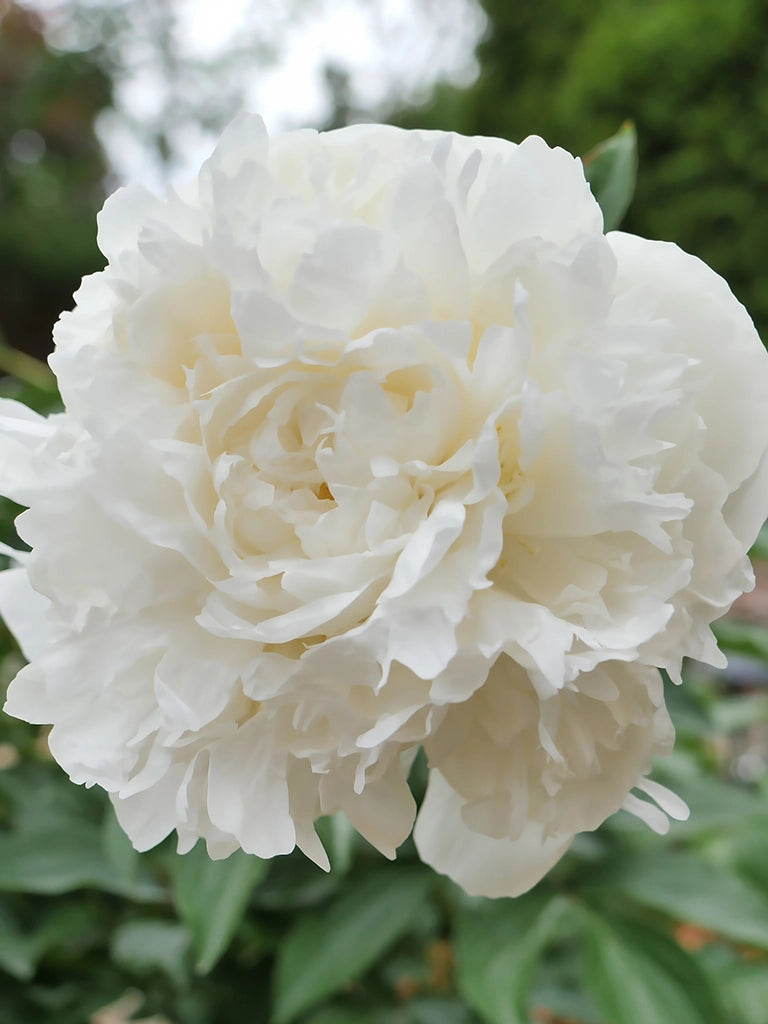 Bio Paeonia 'Duchesse de Nemours' - Dubbelbloemige witte pioenroos zonder frame