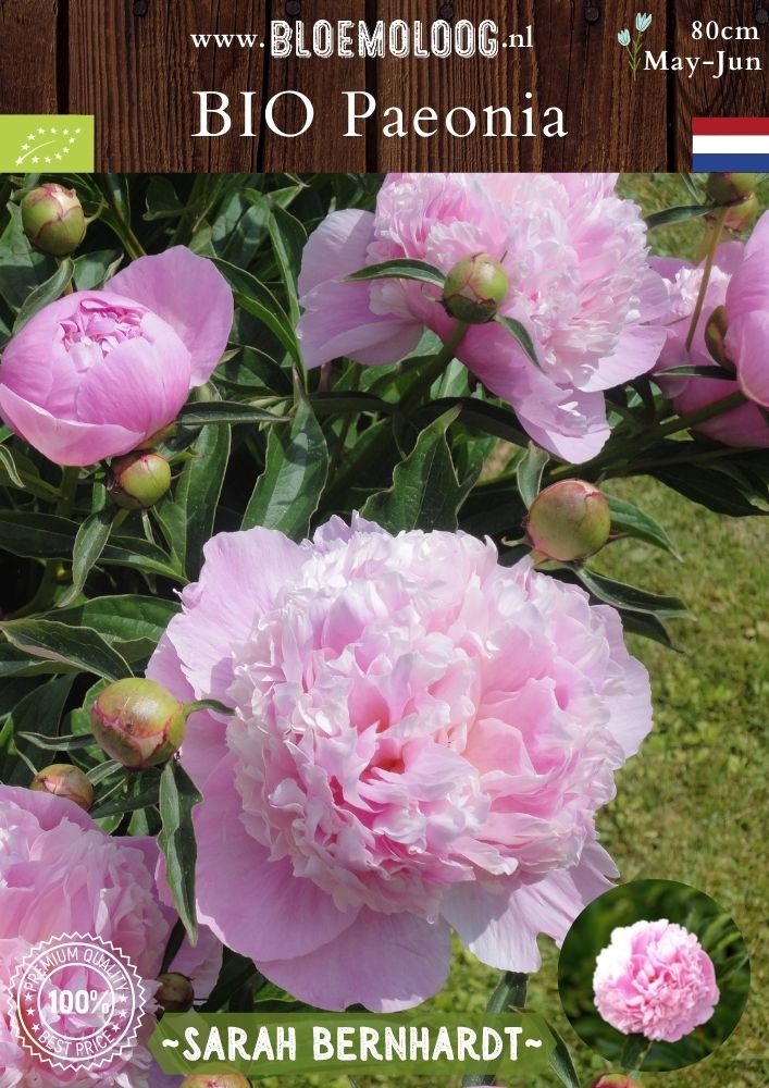 Bio Paeonia 'Sarah Bernhardt' biologische roze grootbloemige gevulde pioenroos pioen - Bloemoloog